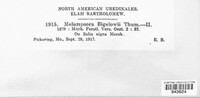Melampsora bigelowii image